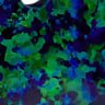 Lab-created opal